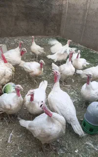بوقلمون گوشتی