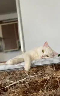 گربه پرشین