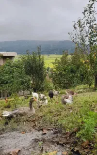 مرغ و خروس نیمچه غاز و بوقلمون