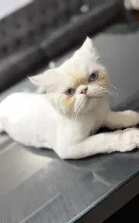 فروش گربه پرشین
