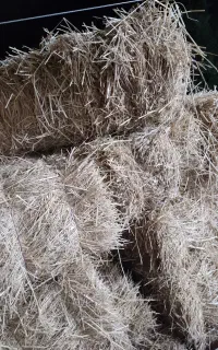سرچینا خوراک دام