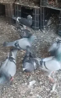 کبوتر مسافتی