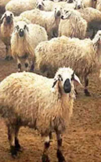باسلام گوسفند قربانی
