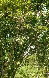 آلوچه سانتریزه خوب بدونه کرم درشت