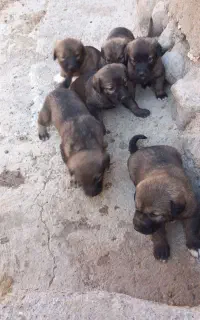 واگذاری