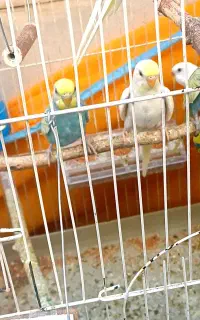 مرغ عشق رنگ خاص