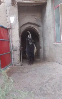 بزغال دوبوره شیرازی