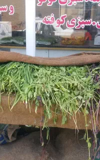 سبزی جهرم از تولید به مصرف
