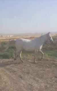اسب