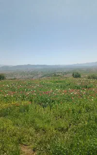 بذر خاشخاش