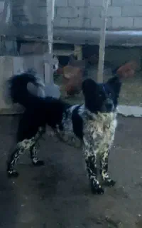 فروش سگ