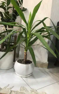 گل یوکا