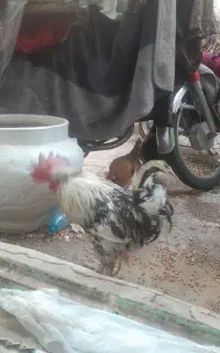 مرغ و خروس