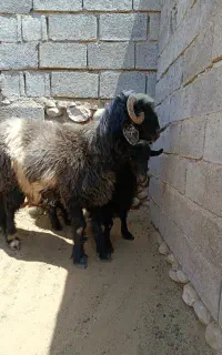 حیوانات خانگی