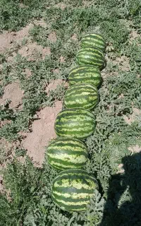 هندوانه فوق درشت