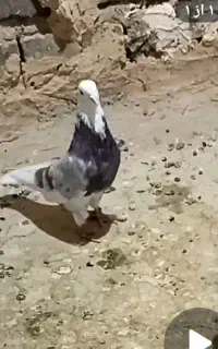 کفتر
