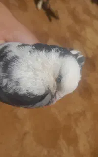 کبوتر گمشده