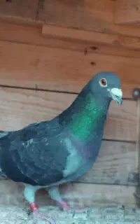سلام پرنده پلاکی مسافتی 980نشسته نرماده