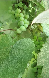 آبغوره طبیعی ارگانیک