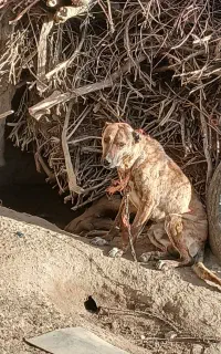 واگذاری سگ گله ۲و نیم