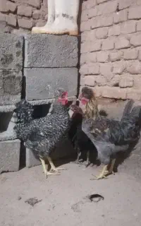 خروس جوان