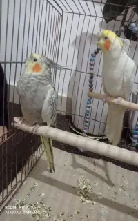 عروس‌هلندی