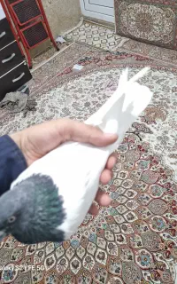 کبوتر کله دار