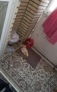اردکی به نام طلا