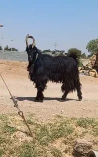 فروش یک راس دوبر چپش بز میش قوچ بره بزغاله پازن