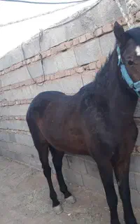 اسب