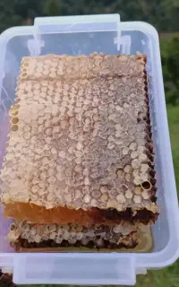 عسل طبیعی