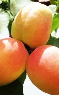 فروش نهال میوه با کیفیت با قیمت اقتصادی