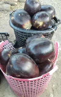 بذر بادمجان