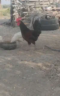 خروس محلی