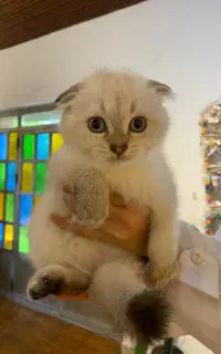 گربه اسکاتیش سیلور