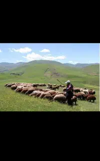 مرکز فروش بره جوان در اسلامشهر