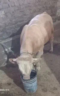 گوساله سیمنتال