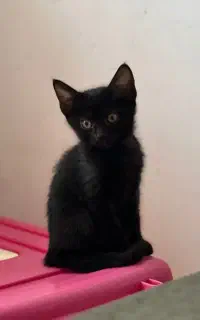 بچه گربه