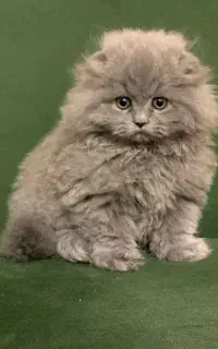 گربه اسکاتیش