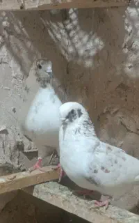 فروش کبوتران پرشی