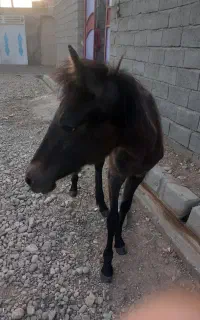 فروش کره اسب اصیل کرد