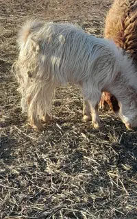 کهره نر چاق