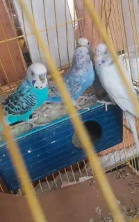 معاوضه باخرگوش لوپ دوتا ماده یک نر