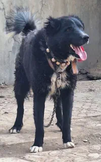 نرگله ای