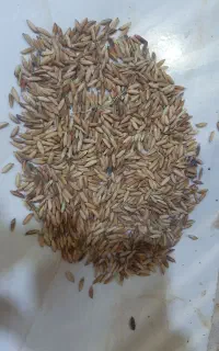 شلتوک بذری درجه 1