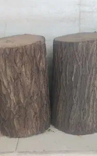 تنه درخت