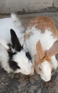 خرگوش
