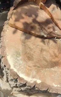 تنه درخت خشک شده گردو