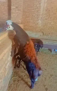 بره‌قوچی‌عروس
