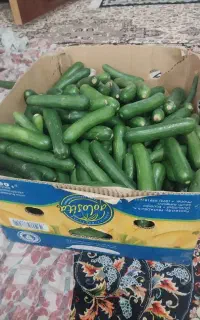 گوجه ربی  و خیار برای خیار شور حراج